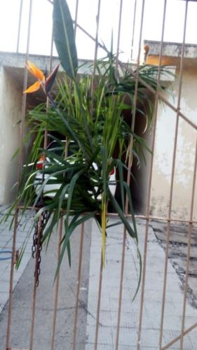 santoantonioivoturucaia DomingoRamos 14032020 034