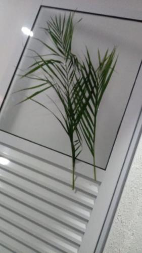 santoantonioivoturucaia DomingoRamos 14032020 035