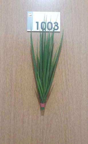 santoantonioivoturucaia DomingoRamos 14032020 039