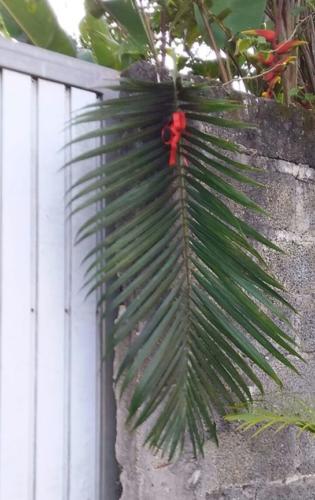 santoantonioivoturucaia DomingoRamos 14032020 042