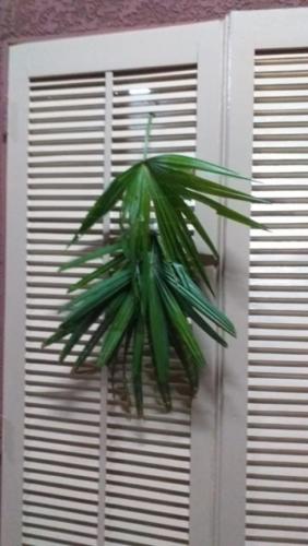 santoantonioivoturucaia DomingoRamos 14032020 043